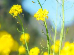 -孔雀湖生态旅游区