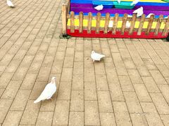 -野狸岛