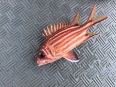 -小猫钓鱼海钓俱乐部(椰梦长廊店)