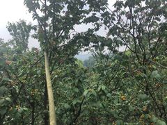 -樱桃山旅游景区