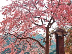 -风云岭森林公园