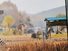 -哈尔滨北方森林动物园