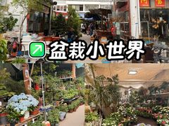 -苏州市皮市街花鸟工艺品市场