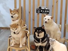 -柴迷FANS CLUB·柴犬狗咖·猫咖