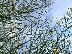 -光明小镇欢乐田园