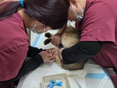 -纳吉亚猫专科动物医院博雅分院
