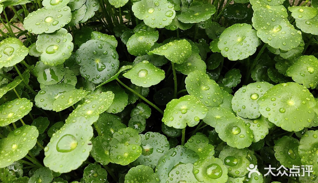 金钱草是一种常见植物，而且是一种中药材，主要功效可预