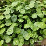 金钱草是一种常见植物，而且是一种中药材，主要功效可预