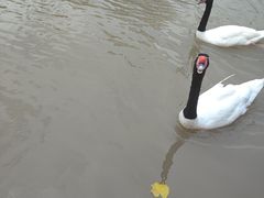 -上海野生动物园老虎餐厅