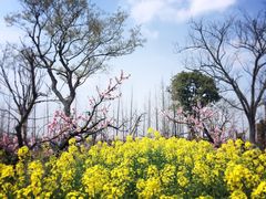 -田园东方蜜桃村的田野营地
