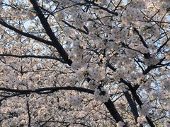 -高东镇樱花园