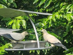 -新加坡飞禽公园