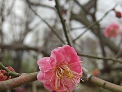 -和平公园