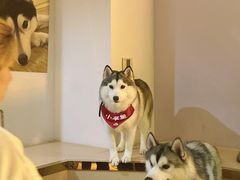 -Husky Go! 哈士奇体验馆·宠物咖啡厅狗咖