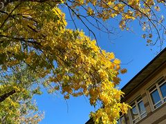 -三里屯东五街银杏大道