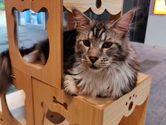 -瞄一喵猫咖(格力海岸店)