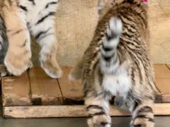 -大连森林动物园