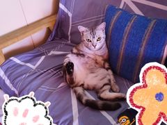 -美联众合宠物医院·爱萌分院·内外科·猫科中心