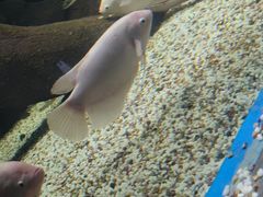 -合肥海洋世界