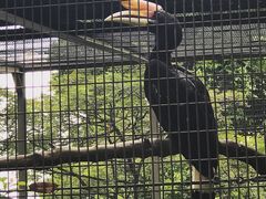 -新加坡飞禽公园