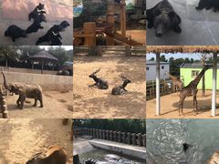 -西霞口神雕山野生动物世界