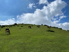 -大姆山草场