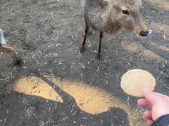 -奈良公园