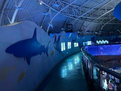 -烟台海昌鲸鲨海洋公园
