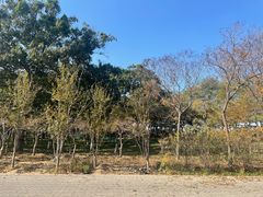 -大兴滨河森林公园