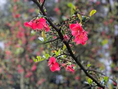 -铁山坪森林公园