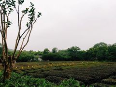 -九里云松·天香餐厅