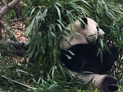游乐设施-成都大熊猫繁育研究基地
