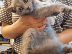 -lincat·猫舍(广州店)