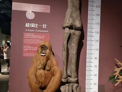 -正佳自然科学博物馆