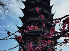 -红梅公园