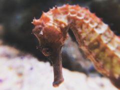 -暹罗海洋世界