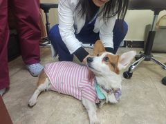 -美联众合动物医院·24h转诊中心