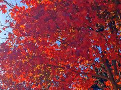 -北京西山国家森林公园