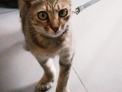 -Again Coffee Roaster(香蜜湖店)