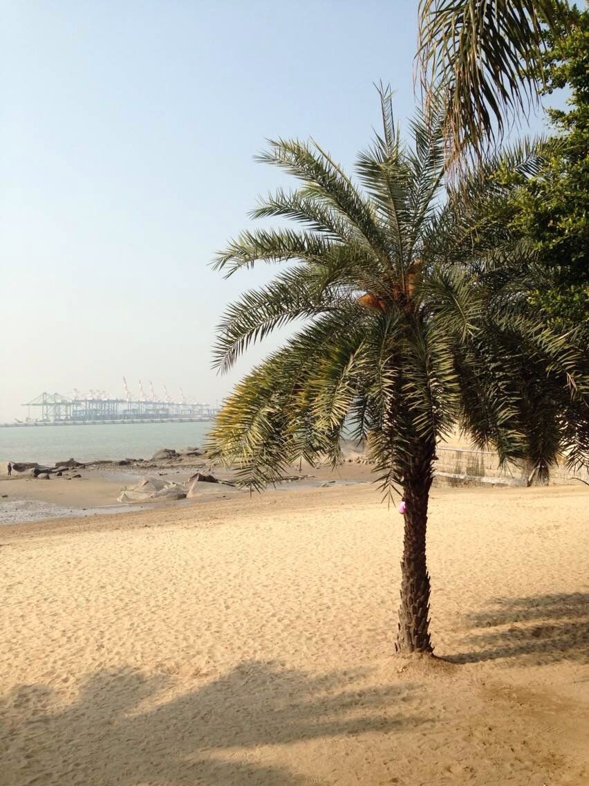 厦门鼓浪屿,椰林树影,水清沙白,吃海鲜,蛤仔煎啦