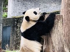 -都江堰中华大熊猫苑