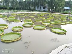 -白洋淀景区