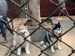 -TrueLove @ Neverland (Husky Cafe)