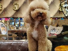 -more than meow吴止猫主题餐厅(承德 中船汇店)