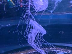 -太奥幻太奇海洋馆