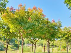 -王借岗森林公园