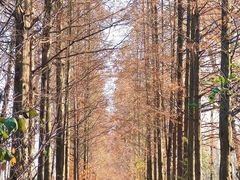 -合肥滨湖国家森林公园