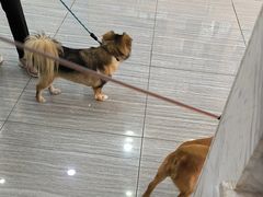 -瑞派名望志远动物医院·猫科·內科·异宠专科(直港大道店)