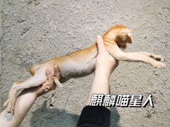-十年猫舍·猫咪专门店(普陀店)