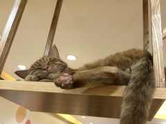 -滚猫咖啡·猫咖·猫友好撸猫(未来城店)